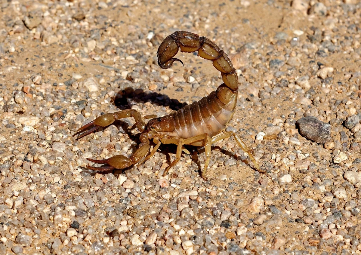 Szpital w Gharyfie, miejscowości położonej na południu Libii, poinformował o przyjęciu sześciu pacjentów w stanie krytycznym po użądleniu przez skorpiony. Wśród poszkodowanych znajduje się dziecko. Jak podkreślono w opublikowanym w środę oświadczeniu, utrzymujące się wysokie temperatury znacząco zwiększyły aktywność skorpionów i gadów, szczególnie na terenach rolniczych.