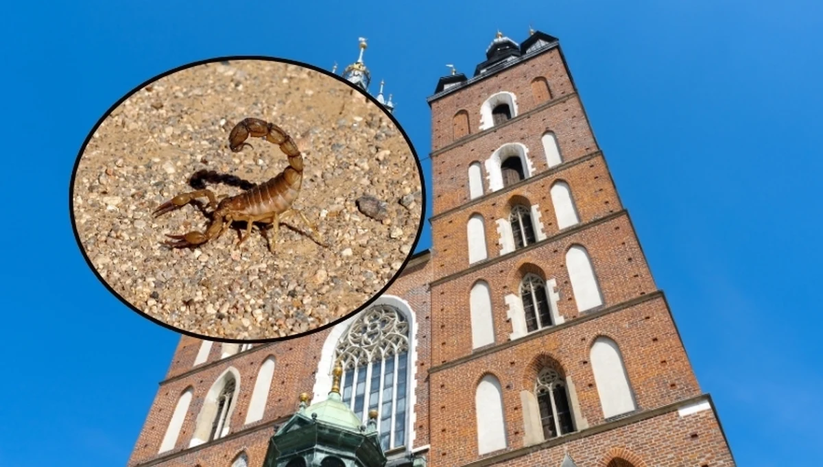 Po ścianie kościoła Mariackiego, jednego z najważniejszych zabytków Krakowa wspinał się skorpion. Egzotycznego gościa zauważył jeden z przechodniów. Stawonóg został już bezpiecznie przekazany specjaliście, który zajmuje się zwierzętami egzotycznymi.
