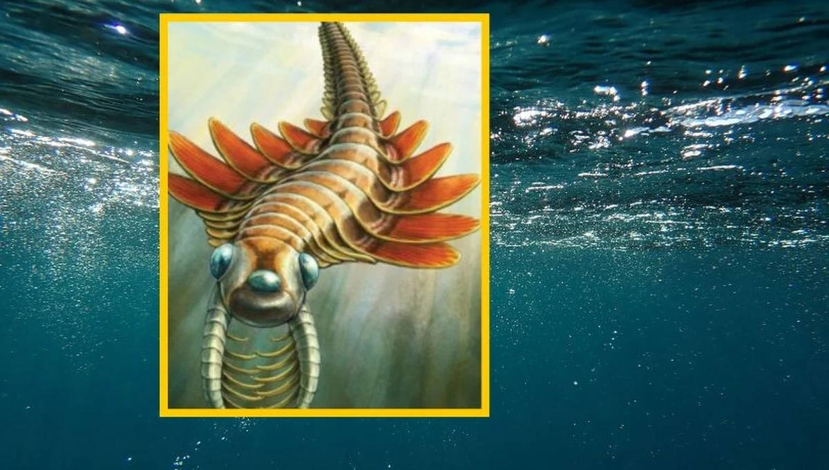 W Górach Skalistych Kanady, w słynnym stanowisku paleontologicznym Burgess Shale, naukowcy natknęli się na sensacyjne znalezisko. Odkryli tam skamieniałości nowego gatunku wymarłego skorupiaka morskiego, który żył na Ziemi 506 milionów lat temu. Niezwykły trójoki drapieżnik został nazwany Mosurą fentoni, czerpiąc inspirację z japońskich kinowych opowieści o gigantycznej ćmie Mothrze. Jak się okazuje, nawet prehistoryczne stworzenia mają coś wspólnego z kulturą pop!