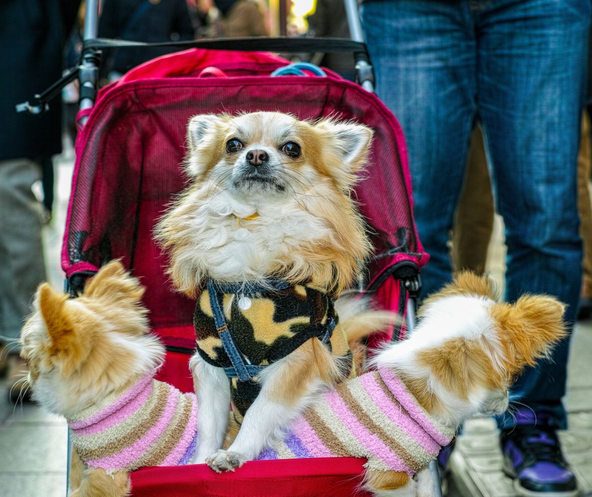 Smycz zamiast pieluch. Coraz więcej osób decyduje się na "futrzaste dzieci"?