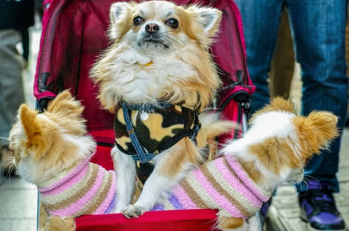 W obliczu malejącej liczby urodzeń na świecie coraz większą popularność zyskują praktyki związane z posiadaniem psów. Fenomen "futrzastych dzieci" rzuca nowe światło na pojęcie rodziny i rodzicielstwa. Jak to zjawisko kształtuje nasze społeczeństwa i co mówi o naszych potrzebach emocjonalnych? Naukowcy z Uniwersytetu Eötvösa Loránda w Budapeszcie węszyli tropem tych zmian, dociekając, jak i dlaczego nasze relacje ze zwierzętami domowymi ewoluują.