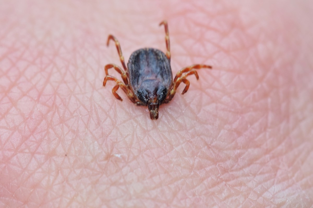 W ostatnich latach Europa Środkowa zmaga się z nowym, niepokojącym zjawiskiem. Zmiany klimatyczne oraz migracja ptaków przyczyniły się do pojawienia się na jej terenie kleszczy Hyalomma, znanych z cieplejszych rejonów Afryki, Azji i południowej Europy. Te nietypowe dla naszego kontynentu pasożyty nie tylko zaskakują swoją wielkością, ale również stanowią realne zagrożenie zdrowotne. Czy Europa Środkowa, w tym Niemcy i Polska, musi przygotować się na nowe choroby zakaźne?
