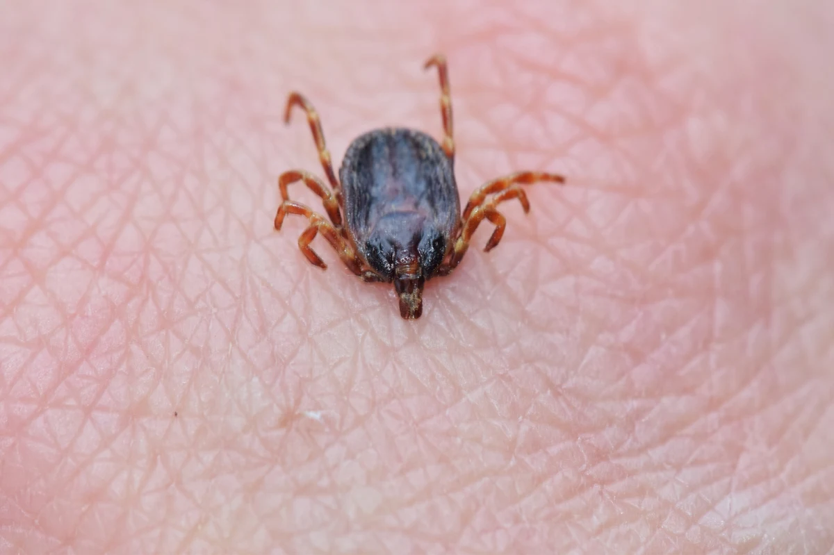 W ostatnich latach Europa Środkowa zmaga się z nowym, niepokojącym zjawiskiem. Zmiany klimatyczne oraz migracja ptaków przyczyniły się do pojawienia się na jej terenie kleszczy Hyalomma, znanych z cieplejszych rejonów Afryki, Azji i południowej Europy. Te nietypowe dla naszego kontynentu pasożyty nie tylko zaskakują swoją wielkością, ale również stanowią realne zagrożenie zdrowotne. Czy Europa Środkowa, w tym Niemcy i Polska, musi przygotować się na nowe choroby zakaźne?