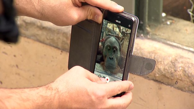 Dokarmiają, przeskakują przez barierki i straszą zwierzęta. To codzienność w ogrodach zoologicznych w całej Polsce. Mimo apeli, zwiedzającym zoo często brakuje wyobraźni. Krótki poradnik savoir vivre dla ludzi w świecie zwierząt przedstawi Nella Krysztofowicz.