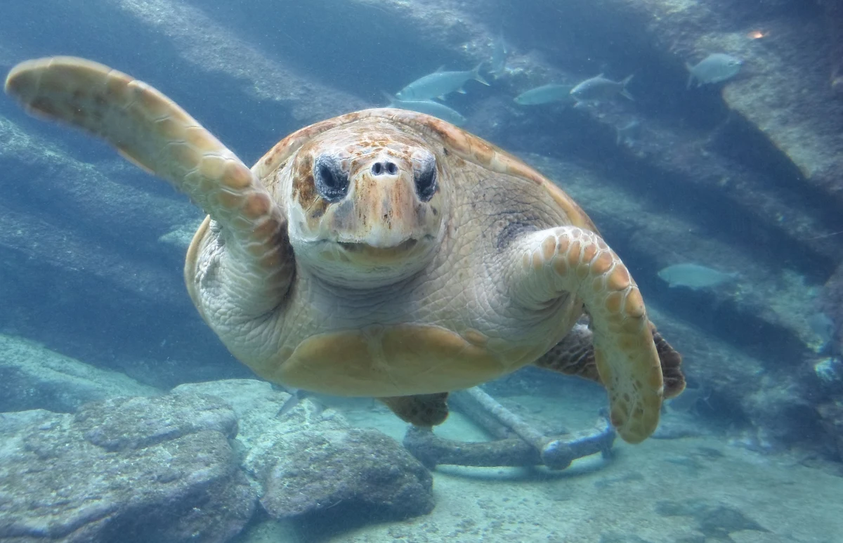 Weterynarze zajmujący się żółwiami morskimi na Florydzie stanęli niedawno przed niełatwym zadaniem. W ich ręce trafiła żółwica z zagrożonego gatunku karetta, która zderzyła się ze statkiem. Jej pancerz był poważnie uszkodzony i wymagała badania tomografem. Była jednak tak duża, że zmieściła się do tomografu dopiero w trzeciej klinice – podała agencja AP.