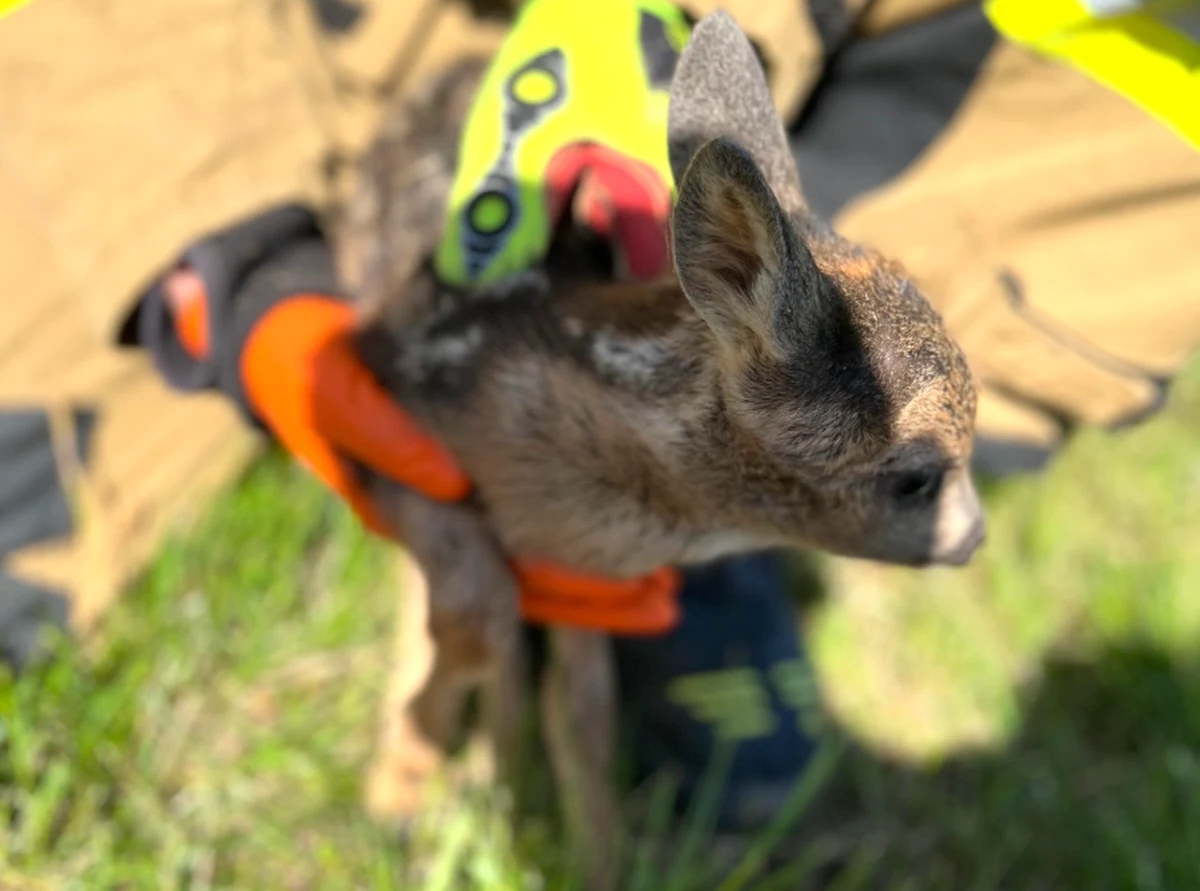 Dolnośląscy strażacy ruszają na pomoc nie tylko ludziom. W niedzielę mieli okazję pomóc małej sarnie, która utknęła w głębokim dołku. Mundurowi podzielili się zdjęciami z akcji.