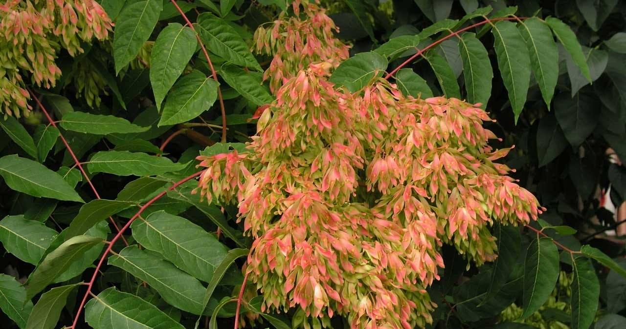 To drzewo możesz, a choćby musisz wyciąć. W Polsce jest nielegalne!