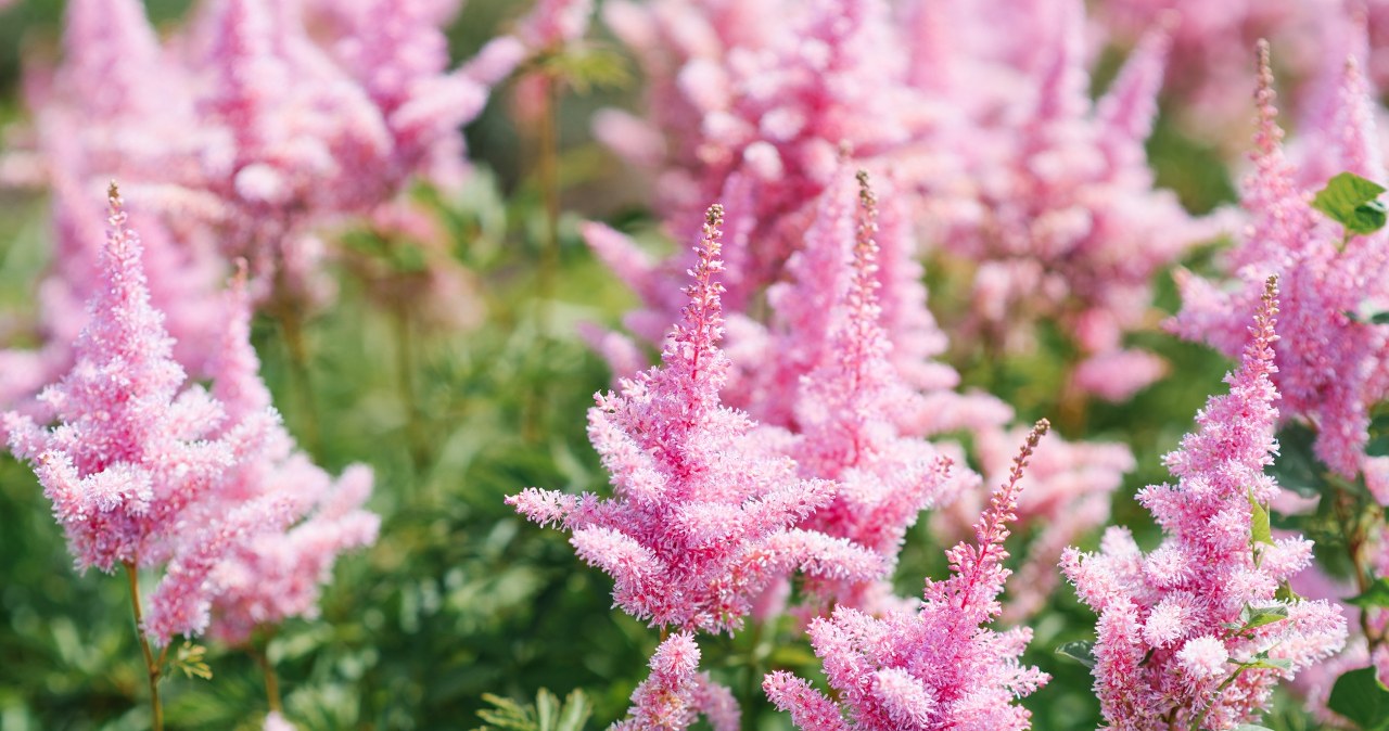 Najpiękniej kwitnie w zacienionych zakątkach ogrodu. To ostatni moment na jej posadzenie