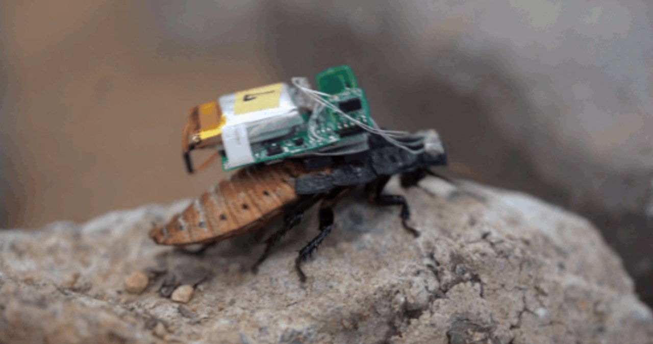 Karaluchy-cyborgi w hełmach. Można nimi sterować dzięki światła