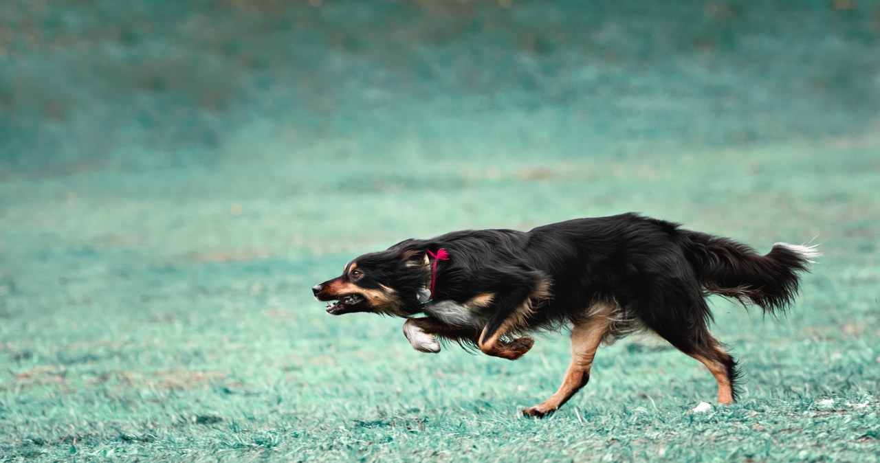 Szaleńcze zachowanie psa cię niepokoi? Możliwe, iż to "zoomies"