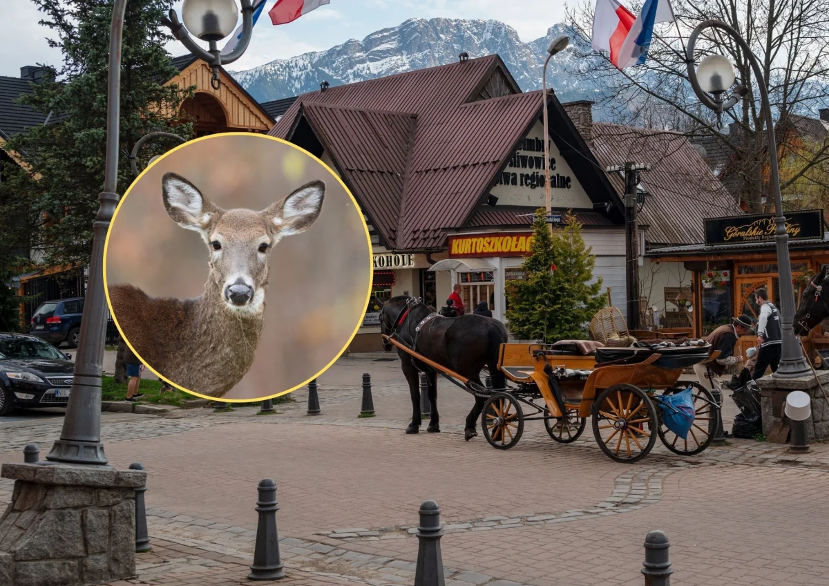 Do niebezpiecznego incydentu doszło w Zakopanem - łanie zaatakowały psa, który biegał bez smyczy. Niestety nie przeżył. Tatrzański Park Narodowy apeluje do mieszkańców i turystów o ostrożność: dzikie zwierzęta, choć coraz częściej widywane w mieście, mogą stanowić realne zagrożenie.