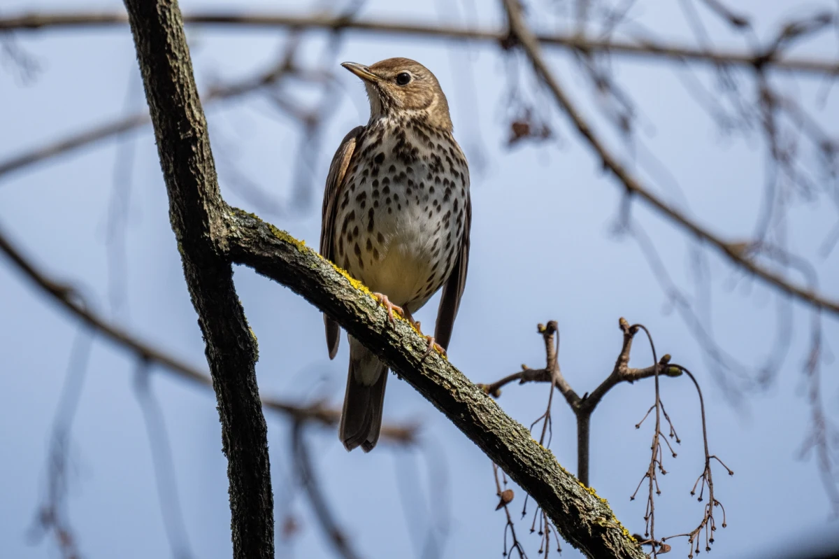 Maj i czerwiec to miesiące, kiedy świt w Polsce nastaje już około godziny 4:00. To właśnie wtedy, jeszcze przed wschodem słońca, zaczyna się niezwykły koncert — ptasie radio. Które ptaki budzą nas najwcześniej? Jak wygląda ich harmonogram śpiewu i dlaczego niektóre z nich śpiewają nawet w nocy? Co mówią na ten temat naukowcy?