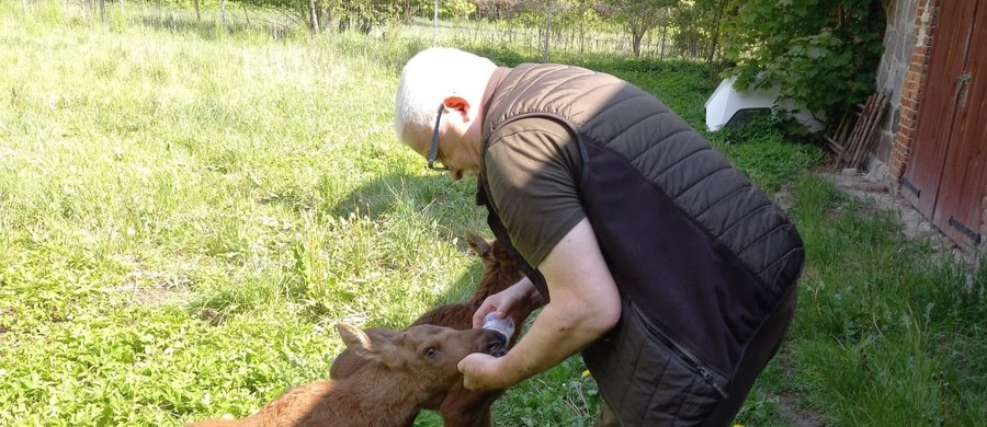 Chcą pomóc młodym zwierzętom, a przeważnie wyrządzają im szkodę. Mowa o osobach, które spacerują w lasach i po napotkaniu na młode zwierzę zabierają je, aby przekazać leśnikom albo do odpowiedniego ośrodka. To tak zwani leśni kidnaperzy.