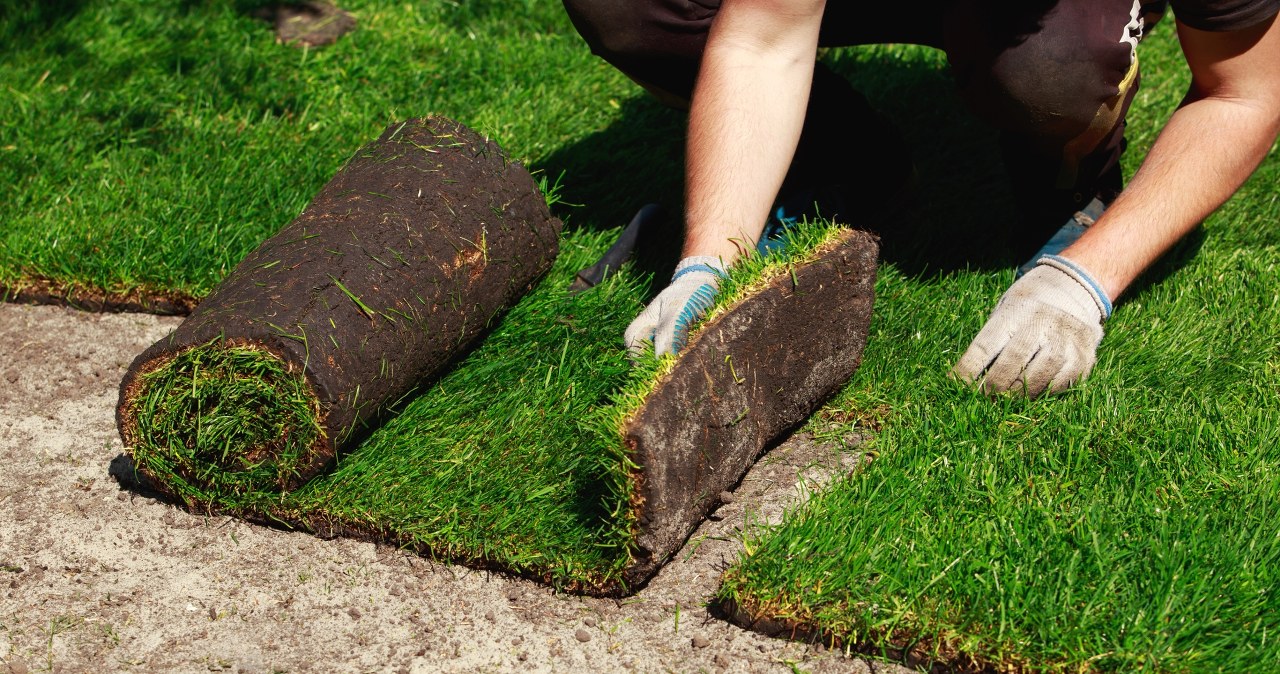 Niemal natychmiastowy efekt. Trawnik niczym dywan