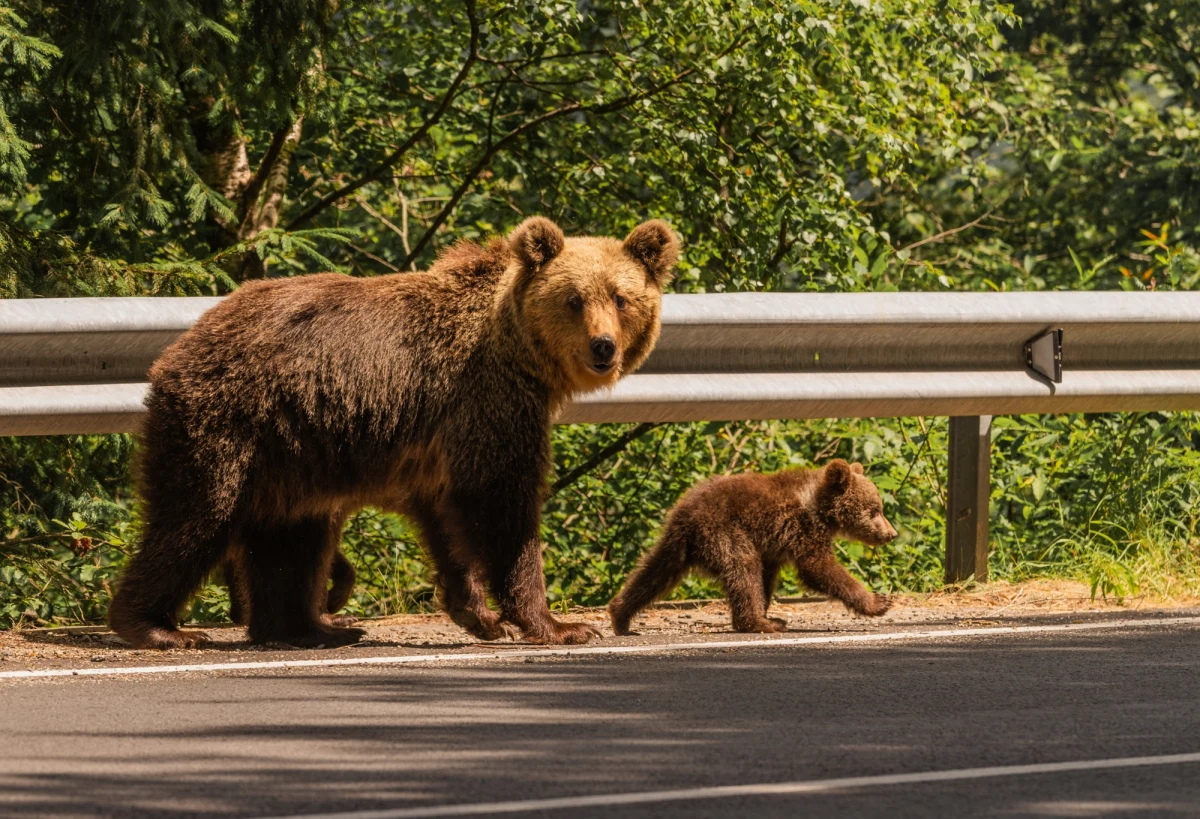 W związku z narastającym problemem ataków niedźwiedzi na stada zwierząt hodowlanych, władze Słowenii podjęły decyzję o zezwoleniu na odstrzał 206 osobników. Sprawa ta wywołała gorącą dyskusję między rządem a organizacjami ekologicznymi, które obawiają się o przyszłość populacji niedźwiedzia brunatnego w kraju.