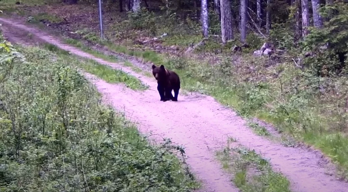 Niedźwiedzie mają dość życia na Białorusi i coraz częściej przechodzą na litewską stronę. Do ostatniej ucieczki z kraju Aleksandra Łukaszenki doszło dziś rano - zwierzę wyszło na leśną ścieżkę, po czym powoli udało się w głąb Litwy.