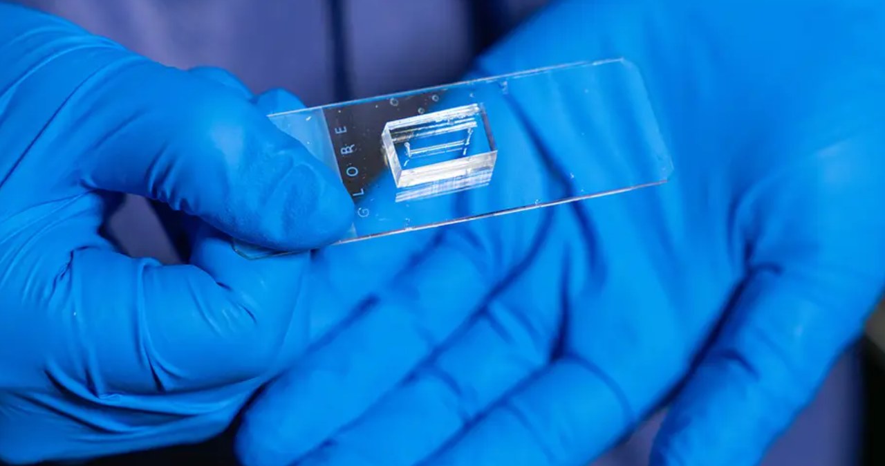 Stworzyli innowacyjny chip. Naśladuje ludzkie naczynia krwionośne