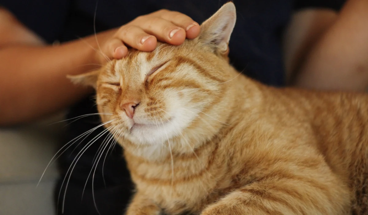 Najnowsze badania przeprowadzone przez naukowców z Uniwersytetu Rolniczego w Tokio rzucają nowe światło na zdolności węchowe kotów domowych. Okazuje się, że potrafią one odróżnić zapach swojego właściciela od zapachu obcej osoby.