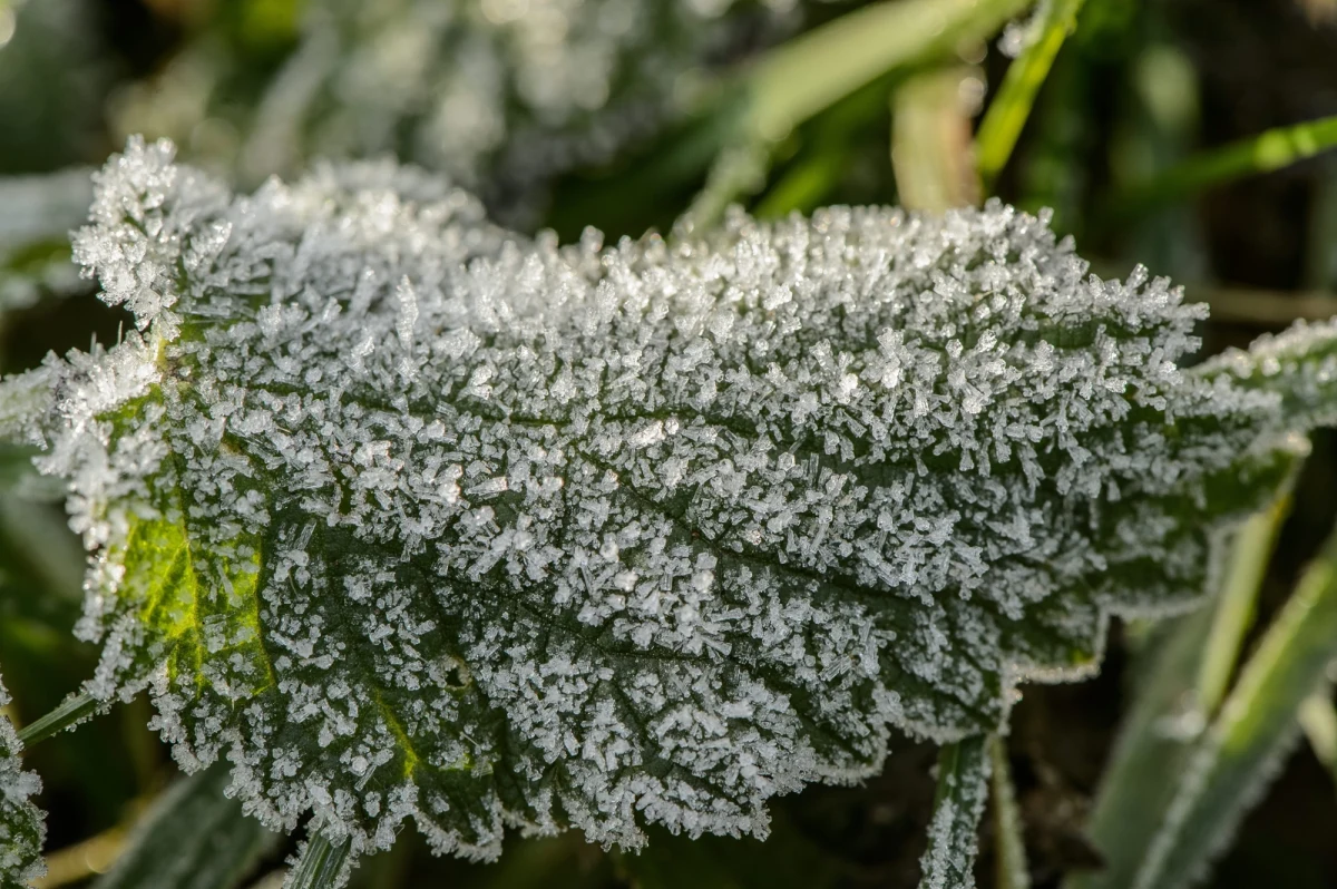 Złe informacje przekazał Główny Urząd Statystyczny. W wyniku kwietniowych i majowych przymrozków lokalnie doszło do nieznacznych uszkodzeń niektórych upraw, w tym kwitnących drzew i krzewów owocowych oraz plantacji jagodowych. Niewielkie straty odnotowano również w zbożach ozimych.