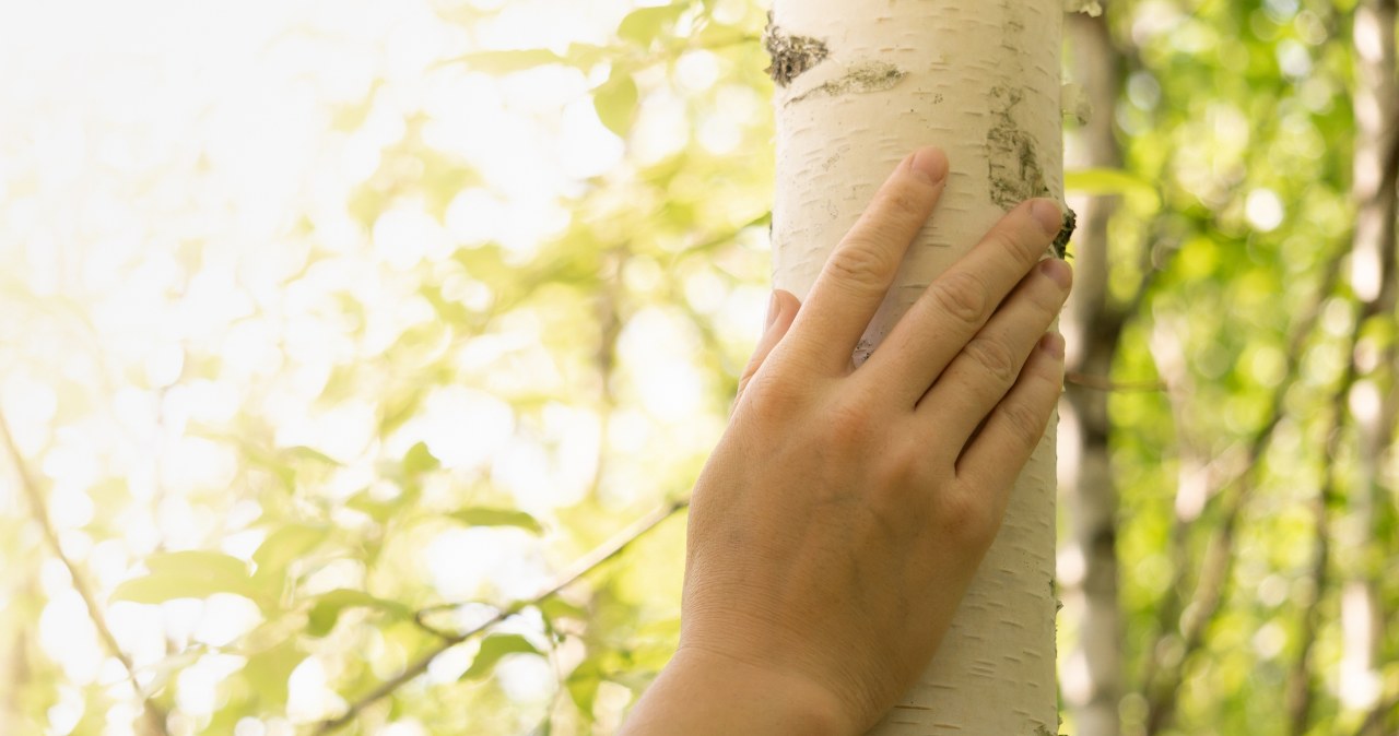 Zrób to w Święto Młodej Brzozy. Szczęście nigdy o tobie nie zapomni