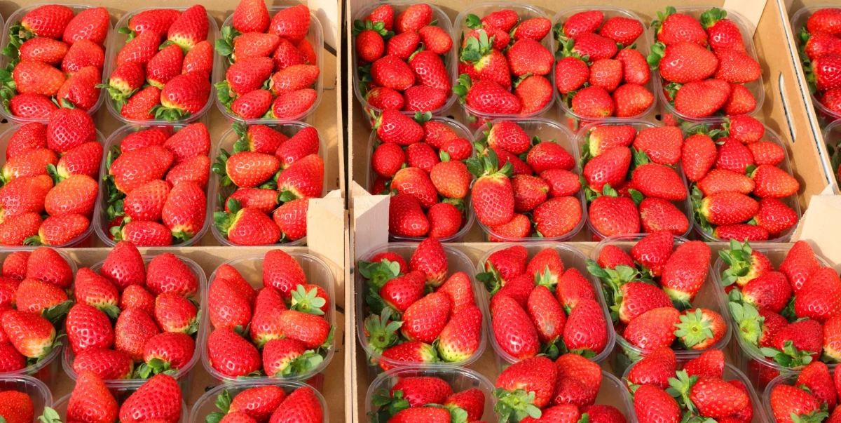 Przed nami szczyt zbiorów polskich truskawek. Plantatorzy przewidują, że w najbliższych dniach będą mieć dużo pracy. Kulminacja sezonu może przynieść wyczekiwane spadki cen owoców.