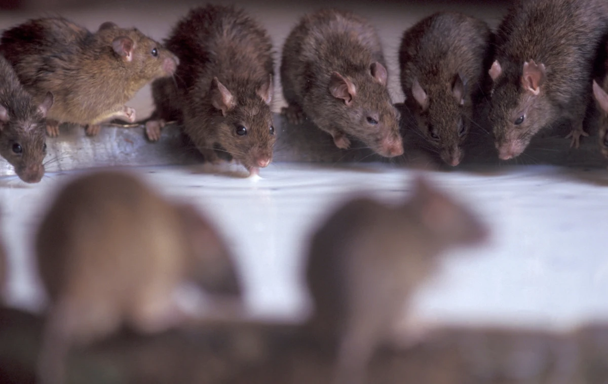 Od pewnego czasu w Bośni i Hercegowinie obowiązuje stan epidemii, a wszystkiemu winne są szczury. Te gryzonie, podążające za ludźmi i prowadzące mało higieniczny tryb życia, są wektorami wielu chorób, które w przeszłości zdziesiątkowały populacje ludzkie i nadal stanowią zagrożenie dla zdrowia publicznego. Od dżumy, przez leptospirozę, po boreliozę – lista chorób przenoszonych przez szczury jest długa i alarmująca.