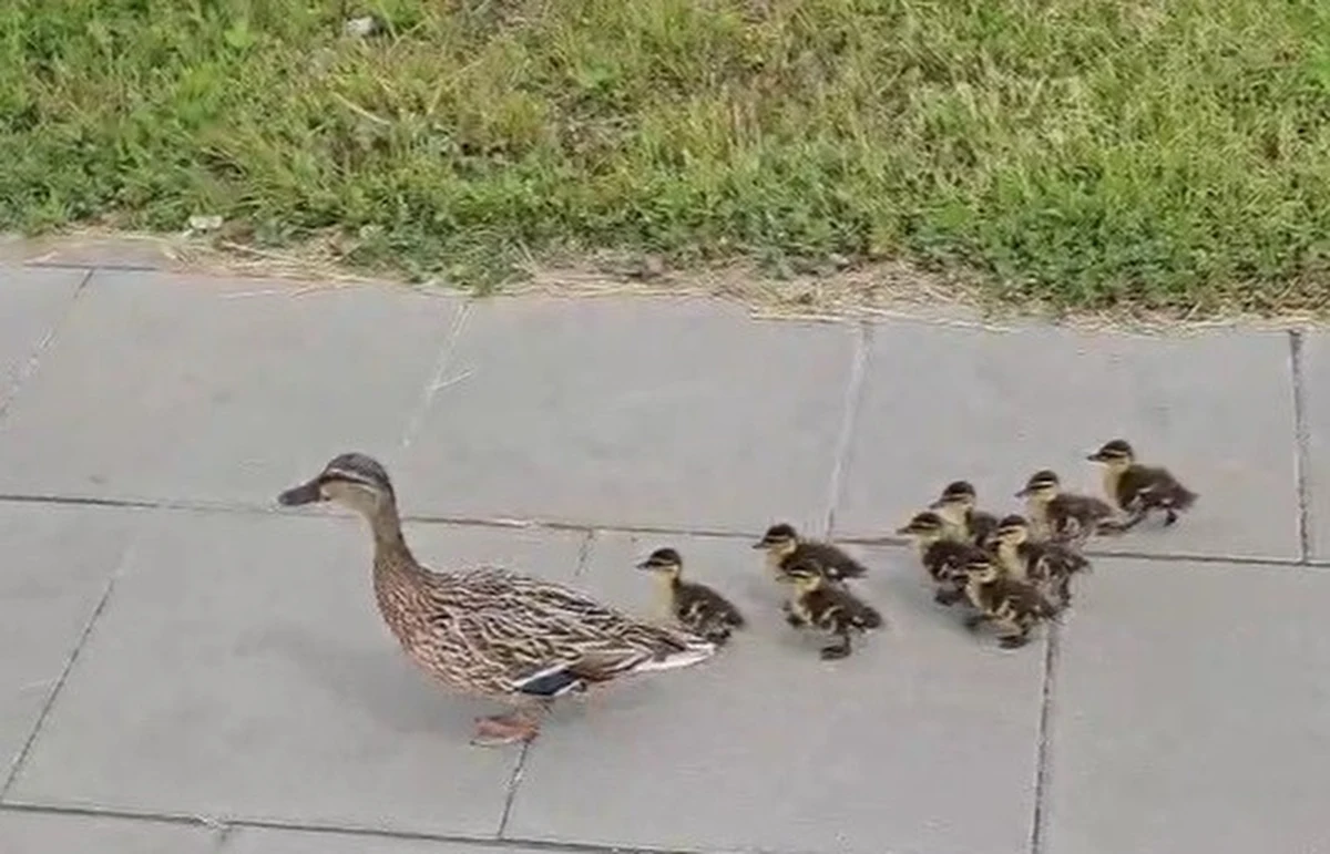 Nietypowa akcja w Warszawie. Kacza mama z pisklętami postanowiła przejść przez ruchliwą ul. Łopuszańską. Na szczęście dzika rodzina została szybko wypatrzona przez pobliski patrol ZDM i policji. Eskorta na drugą stronę ulicy zakończyła się happy endem.