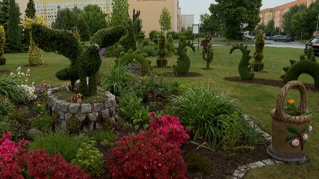 Nie trzeba być artystą ani ogrodnikiem z dyplomem, żeby stworzyć coś naprawdę niezwykłego. Wystarczy pasja, sekator i… sąsiad, który ma podobne zainteresowania. Ogród w środku blokowiska stworzony przez emerytowanych górników spokojnie mógłby konkurować z niejednym parkiem miejskim. Żory na Śląsku odwiedził Bartosz Mokrzycki.