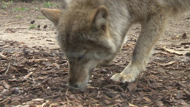 Zoo we Wrocławiu ma nowego mieszkańca. To wilczek Miłek, którego odłowiono w okolicy Milicza.  Zwierzę błąkało się głodne po okolicy i nie bało się ludzi. Na wolności czekała go pewna śmierć. Teraz znalazł nowy dom w zoo i pomoże wrocławskiemu ogrodowi obalać stereotypy na temat wilków. O nietypowej misji Miłka Adrianna Borowicz.