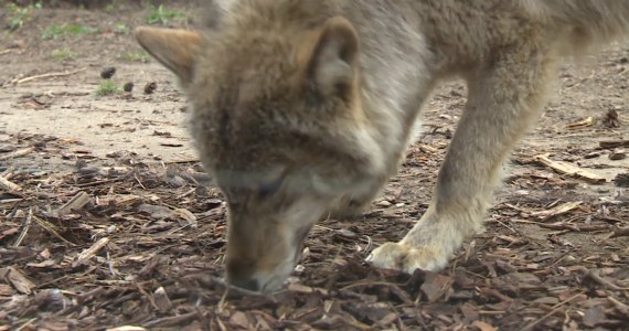 Latający wilk we wrocławskim zoo. Robi furorę wśród gości