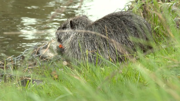 Słynne rybnickie nutrie, które wymknęły się w trakcie akcji odłowów znalazły bezpieczniejsze schronienie. Inspektorzy katowickiego RDOŚ potwierdzili sygnały mieszkańców, którzy gryzonie spotkali wilka kilometrów dalej w Rudach. Pomimo apeli przyrodników, mieszkańcy zwierzęta już dokarmiają, a to gotowy przepis na powtórkę kłopotów Rybnika. Michał Mitoraj.