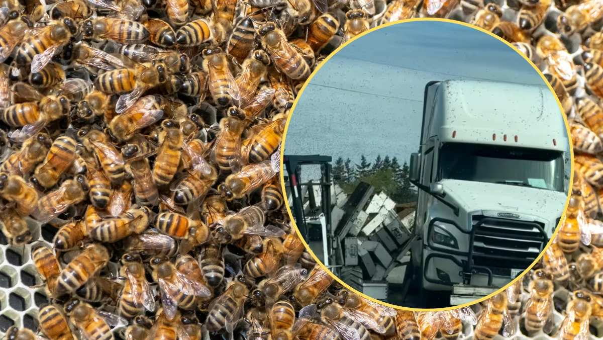 Około 250 milionów pszczół uciekło po tym, jak ciężarówka przewożąca blisko 31 tys. kg aktywnych uli miodnych przewróciła się na drodze w pobliżu granicy z Kanadą. Incydent ten wywołał natychmiastową reakcję władz, które wezwały mieszkańców do unikania terenu wypadku ze względu na ryzyko użądlenia przez owady.
