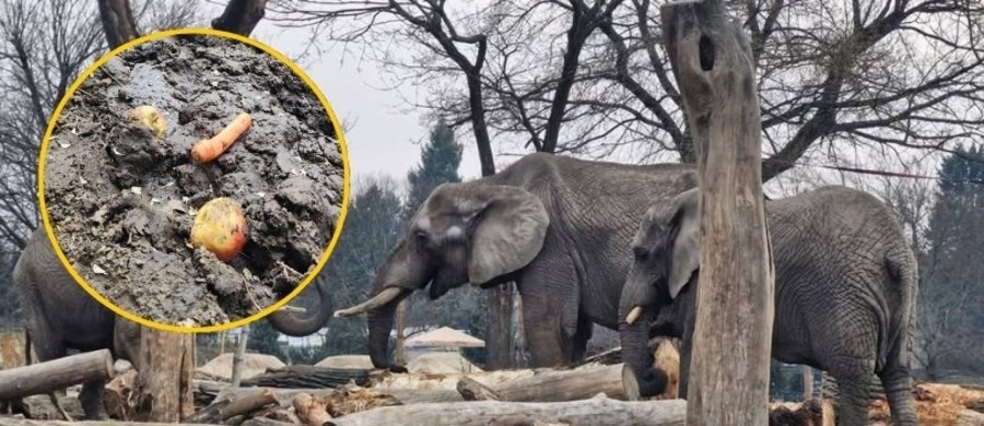"Dziś w godzinach przedpołudniowych doszło do bardzo, bardzo niebezpiecznej sytuacji" - alarmuje w mediach społecznościowych warszawski ogród zoologiczny. Jedna ze zwiedzających wrzucała na wybiegi zwierząt jabłka. To nie tylko złamanie oczywistej zasady, że zwierząt w zoo nie można dokarmiać na własną rękę, ale też potencjalne zagrożenie dla ich zdrowia. 