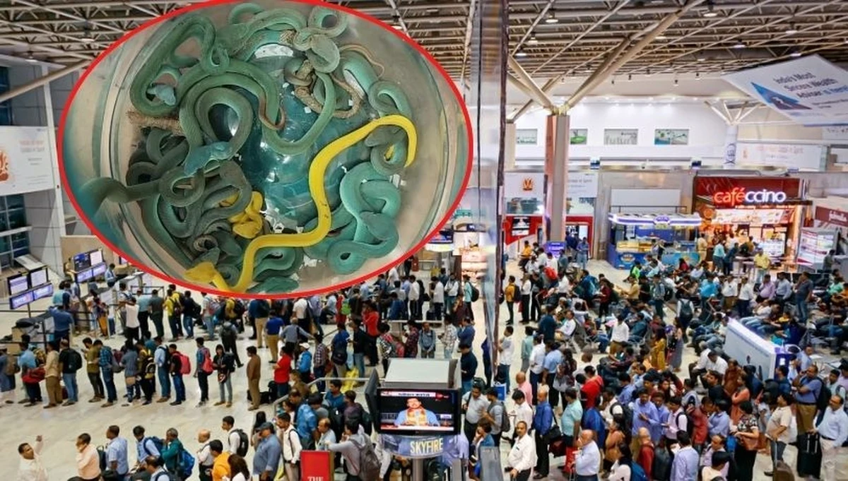 Celnicy udaremnili przemyt dziesiątków węży, w tym jadowitych. Obywatel Indii został zatrzymany na lotnisku w Bombaju, gdy wracał z Tajlandii z walizką, zawierającą bardzo nietypowy ładunek.