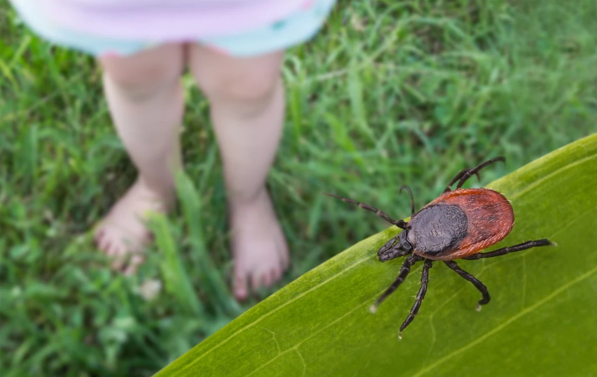 Z kleszczami mierzymy się każdego roku - w lesie, na działce, w parku czy we własnym ogrodzie. Borelioza i kleszczowe zapalenie mózgu to poważne zagrożenia, dlatego większość z nas sięga po spraye, zakłada długie spodnie i unika krzaków. Tymczasem szwedzcy biolodzy przekonują, że jedna z najlepszych metod ochrony… znajduje się w Twojej kuchni.