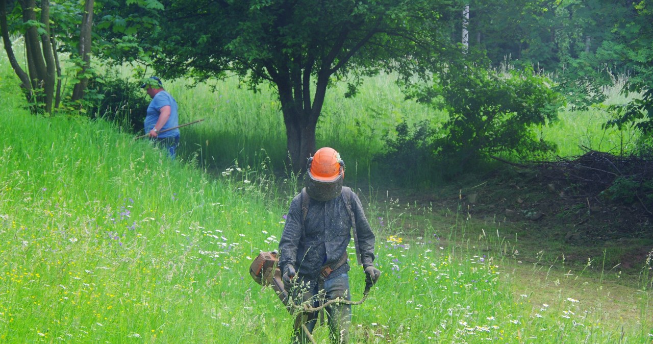 Domagają się koszenia traw. Samorządy tłumaczą, dlaczego robią to rzadziej