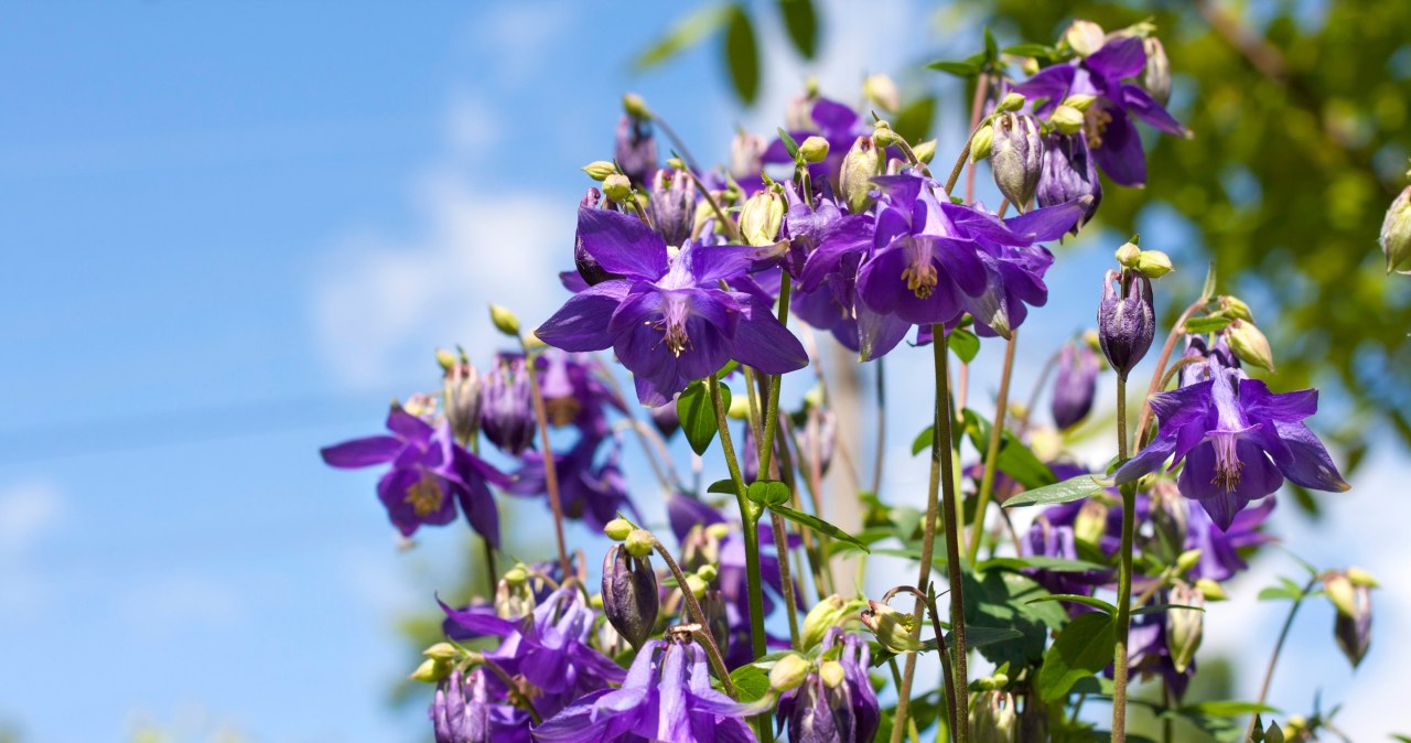 Niewiele trzeba, by pięknie rozkwitła. Odporna roślina to zmora ślimaków