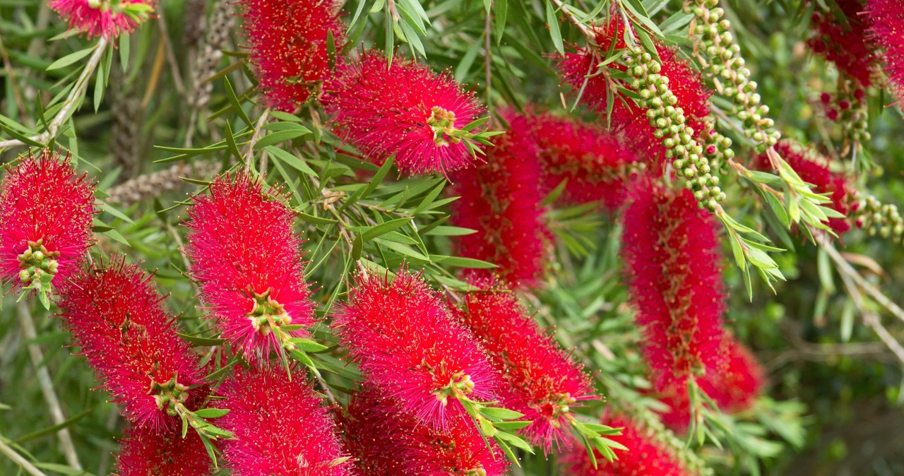 Oryginalna roślina do ogrodu. Puchate szczotki widać z daleka