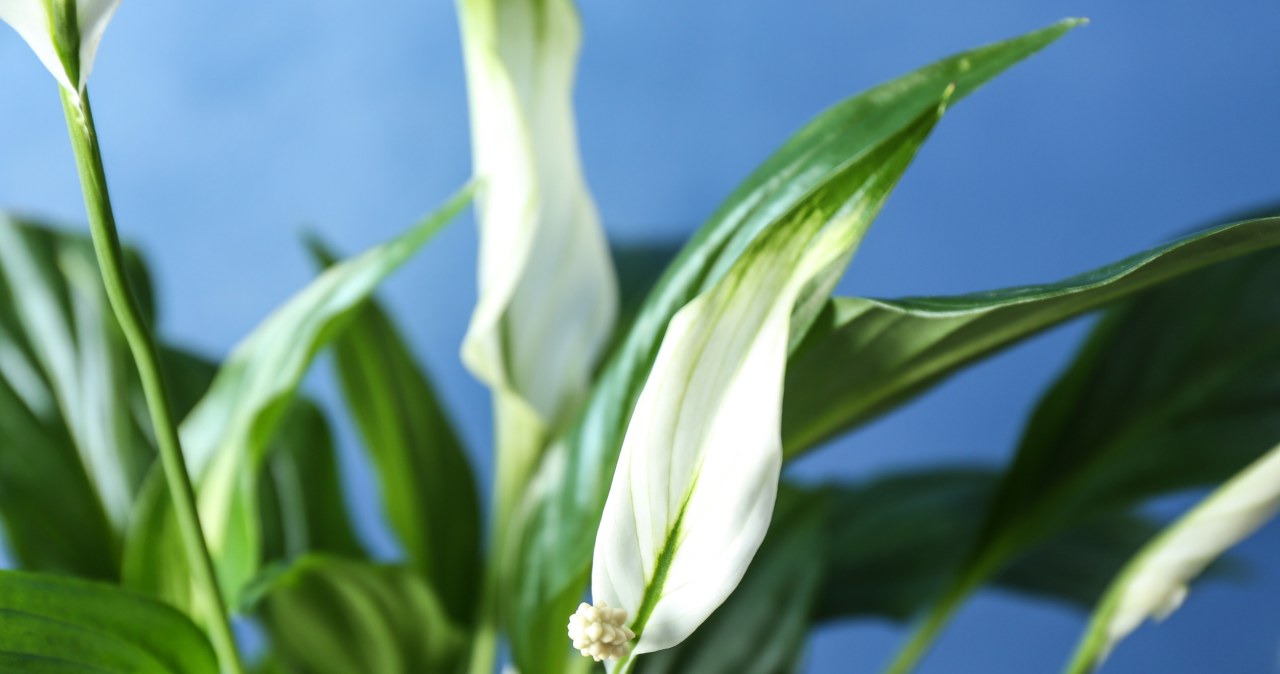 Zalej kilka ziarenek wodą i poczekaj. Taka mikstura rozbuja każdego miernego skrzydłokwiata