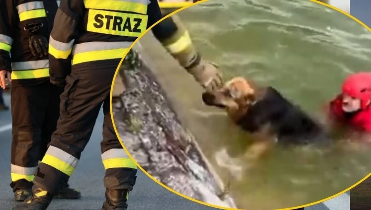 Niezwykle poruszająca historia wydarzyła się w Szczecinie. Pies wpadł do basenu przeciwpożarowego i nie mógł się wydostać na brzeg. Na pomoc tonącemu zwierzęciu rzucił się inny pies. Przypadkowy przechodzień wezwał strażaków, którzy uratowali oba czworonogi. 