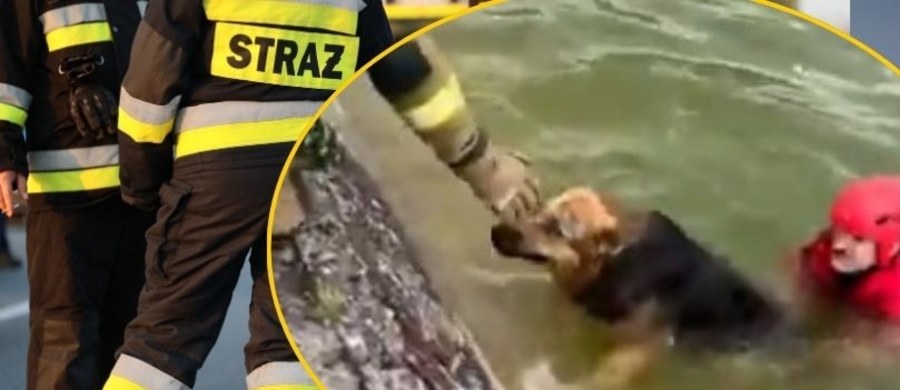 Niezwykle poruszająca historia wydarzyła się w Szczecinie. Pies wpadł do basenu przeciwpożarowego i nie mógł się wydostać na brzeg. Na pomoc tonącemu zwierzęciu rzucił się inny pies. Przypadkowy przechodzień wezwał strażaków, którzy uratowali oba czworonogi. 