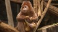 Nowi mieszkańcy zoo w Łodzi. To rzadkie małpy lutungi