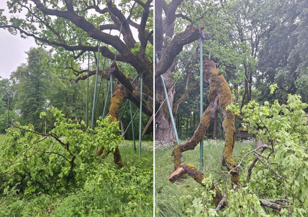 Dąb Bartek uszkodzony przez wichurę. ZDJĘCIA