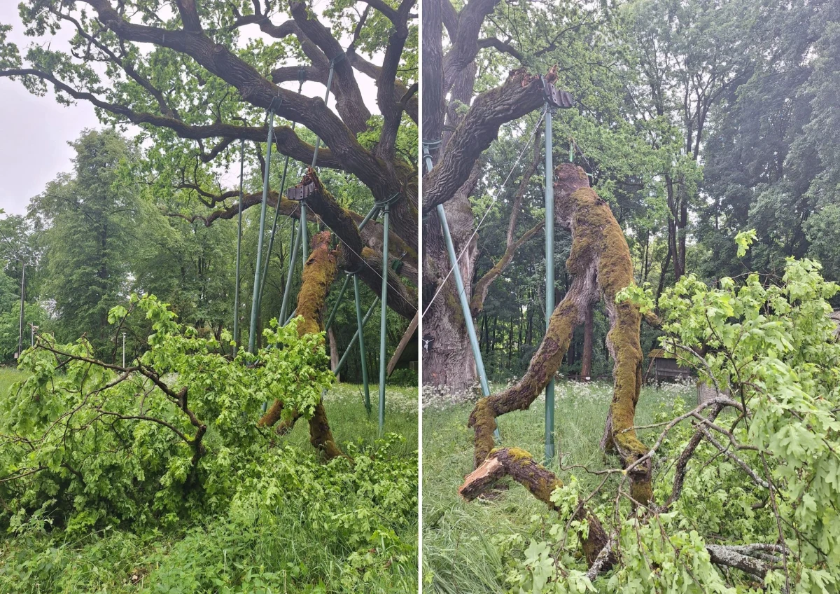 ​Dąb Bartek - jeden z najstarszych dębów w Polsce - ucierpiał podczas wtorkowej nawałnicy. Silny wiatr i intensywne opady deszczu doprowadziły do złamania fragmentu jednego z konarów. Leśnicy natychmiast zabezpieczyli drzewo, a w najbliższym czasie planowane są kolejne prace pielęgnacyjne.