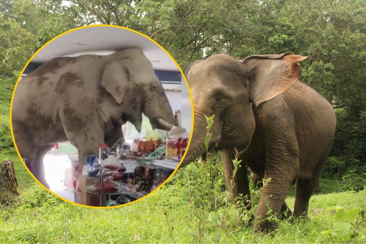 Głodny słoń na zakupach. Zobacz, jak plądrował sklep spożywczy