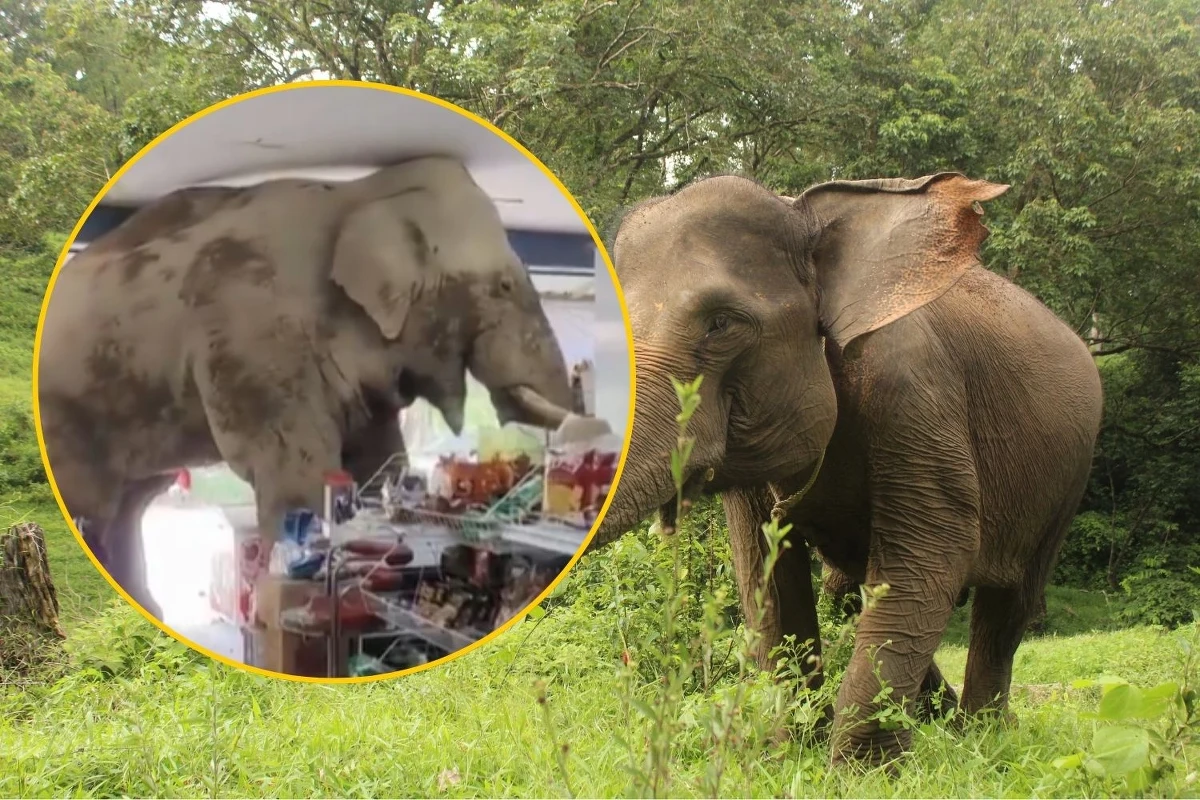W Tajlandii doszło do niecodziennego zdarzenia, które szybko stało się sensacją w mediach społecznościowych. Głodny słoń postanowił zaspokoić swój apetyt, wchodząc do lokalnego sklepu spożywczego i delektując się przekąskami. 