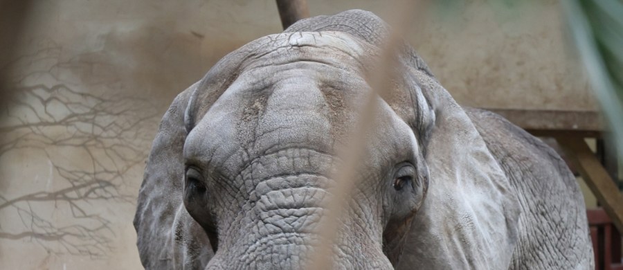 Warszawski ogród zoologiczny wystosował kolejny stanowczy apel w obronie swoich podopiecznych. Dotyczy on latania dronem nad terenem zoo. Jak wyjaśniono, takie zachowanie może być dla zwierząt powodem stresu, cierpienia, a w skrajnych przypadkach nawet paniki. 
