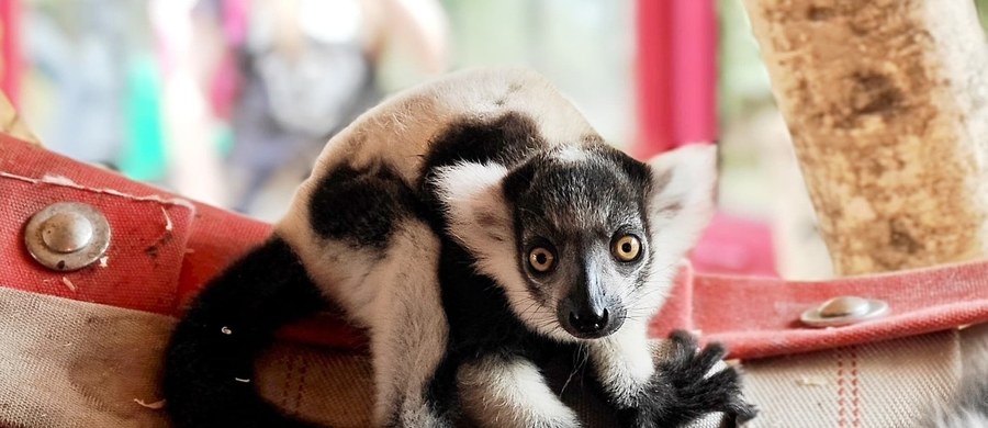 O narodzinach samczyka lemura wari, jednego z najbardziej zagrożonych gatunków naczelnych na świecie, poinformował Śląski Ogród Zoologiczny. Nowy mieszkaniec zoo w Chorzowie ma na imię Rapid.