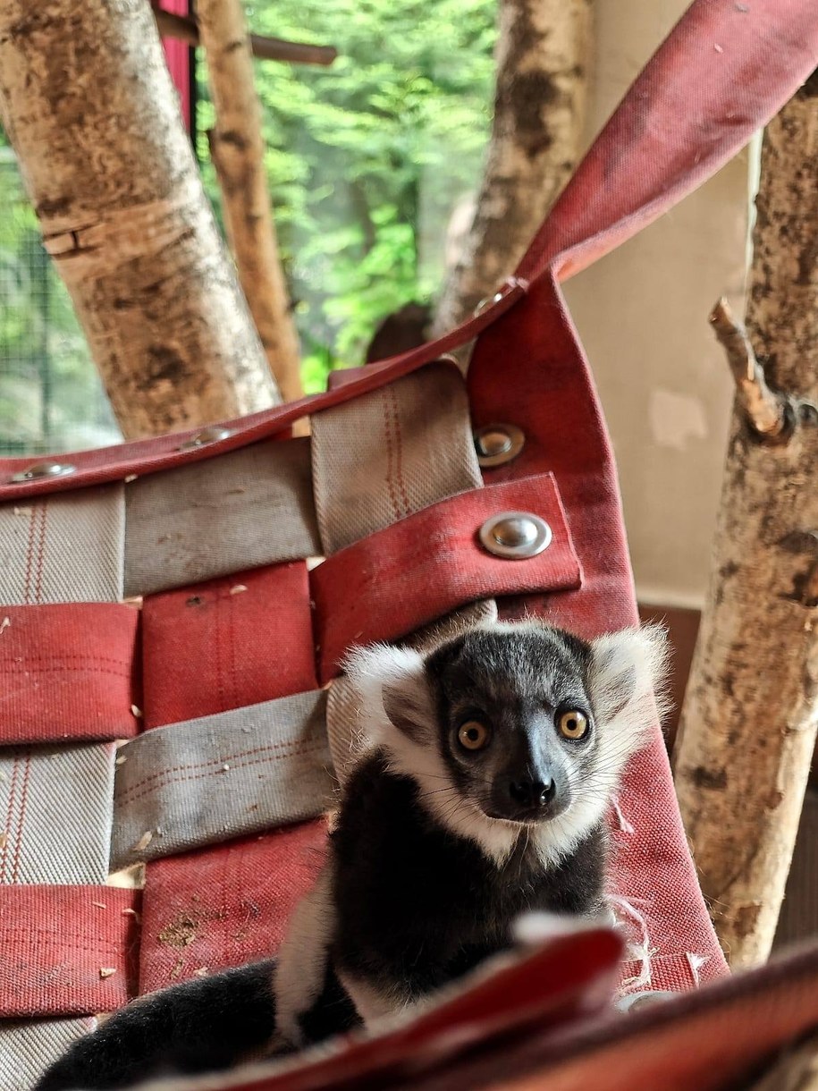 /Śląski Ogród Zoologiczny /