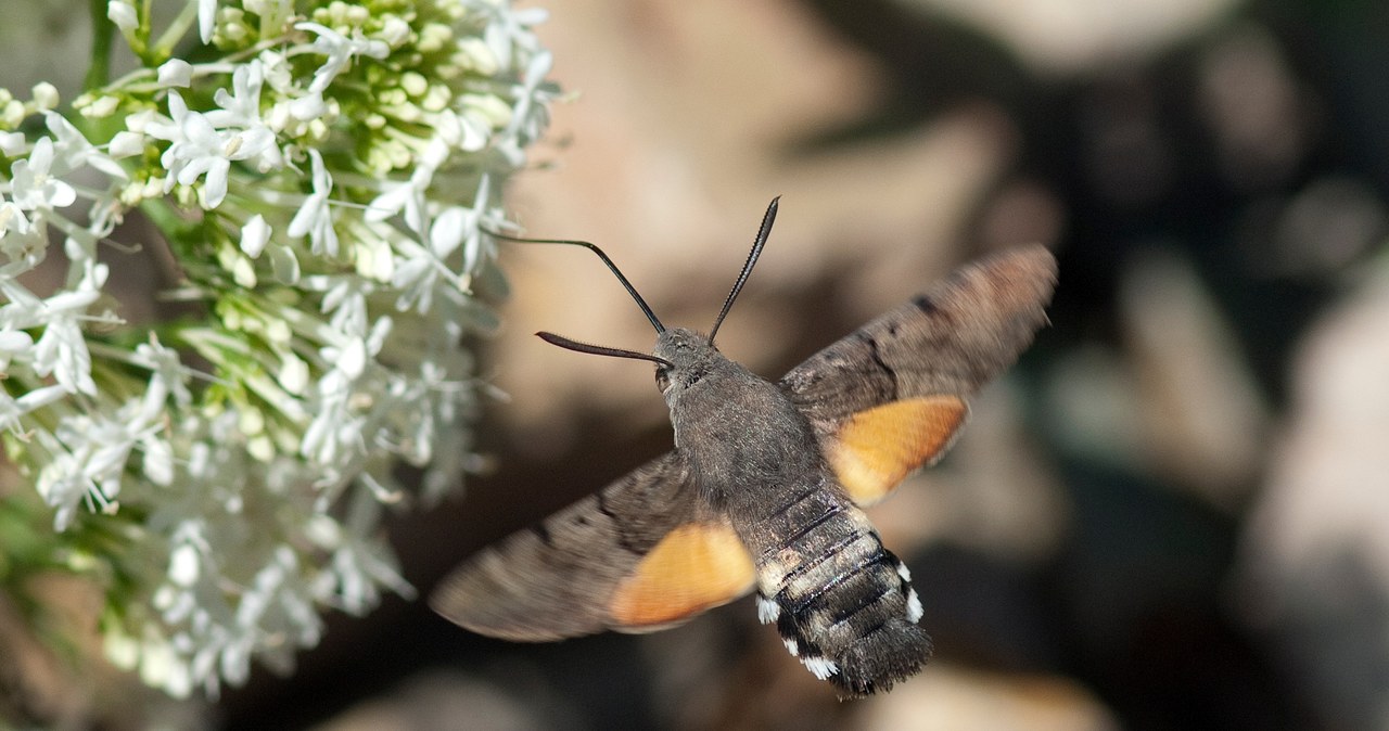 Motyl, który wygląda jak egzotyczny ptaszek. Właśnie pojawił się w Polsce